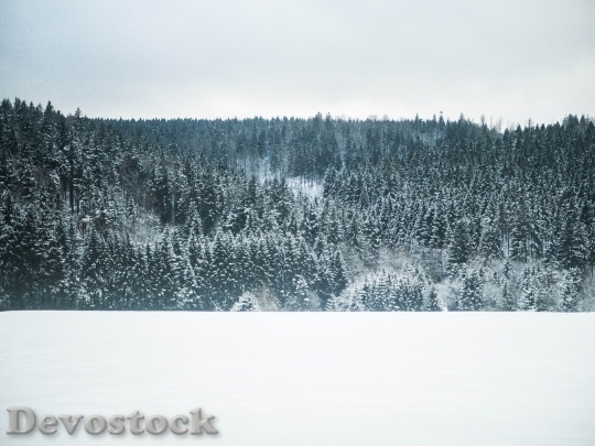Devostock Cold Snow Landscape 76994 4K