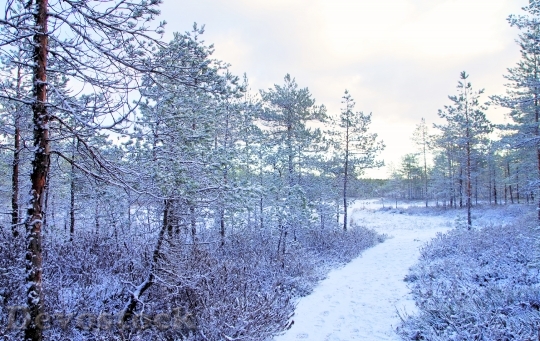 Devostock Cold Snow Landscape 78718 4K