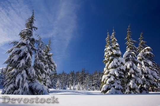 Devostock Cold Snow Nature 25908 4K
