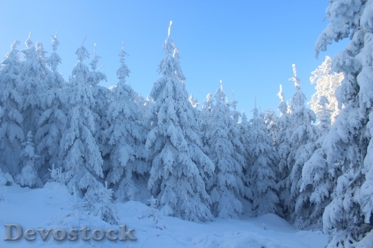 Devostock Cold Snow Nature 80187 4K