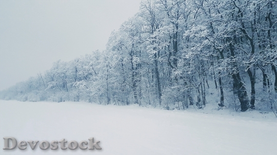 Devostock Cold Snow Wood 100324 4K