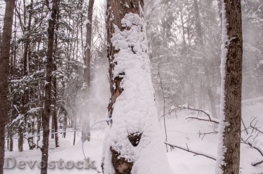 Devostock Cold Snow Wood 104643 4K