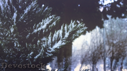 Devostock Cold Snow Wood 25513 4K