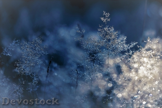 Devostock Cold Snow Wood 25998 4K