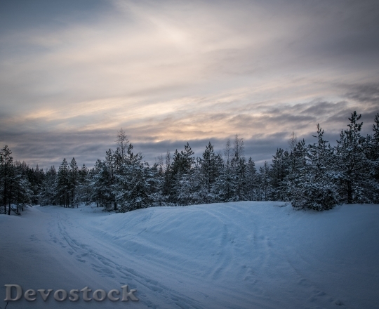 Devostock Cold Snow Wood 75307 4K