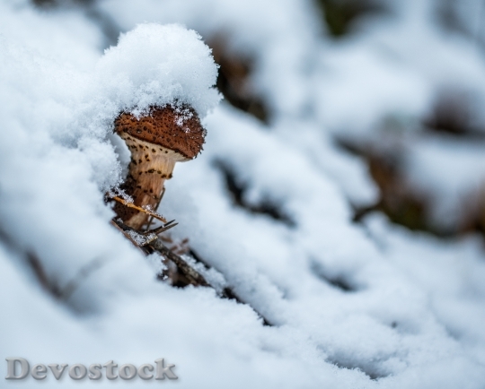 Devostock Cold Snow Wood 75459 4K