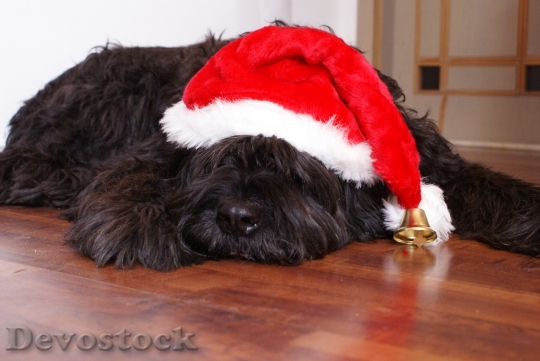 Devostock Dog Christmas Cap 51541 4K