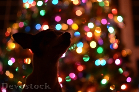 Devostock Dog Christmas TreeDark 4K