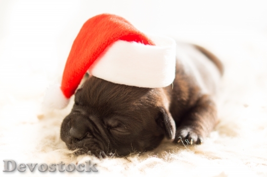 Devostock Dog Christmas Xmas Buldog 4K