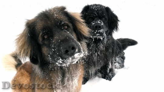 Devostock Dog Snow Winte Fun 4K