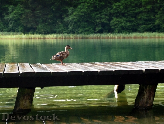 Devostock Duck The Wild Duck Lake Bridge 1130 4K.jpeg
