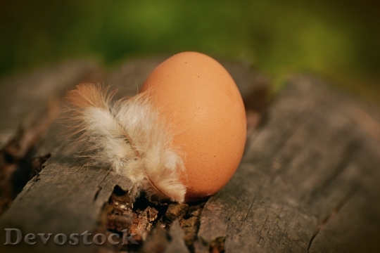 Devostock Egg Hen S Egg Brown Egg Spring 1720 4K.jpeg