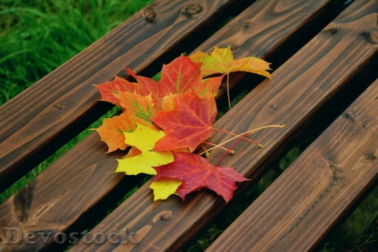 Devostock Fall Foliage Maple Leaves Autumn Colours Emerge 2007 4K.jpeg