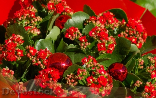 Devostock Flowers Christmas Bouquet 107261 4K