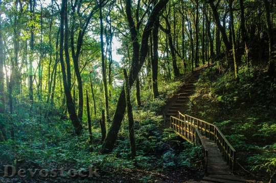 Devostock Forest Steps Trees 90478 4K