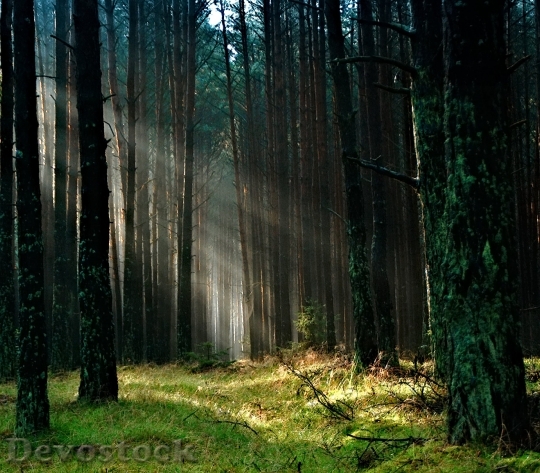 Devostock Forest The Sun Morning Tucholskie 1251 4K.jpeg