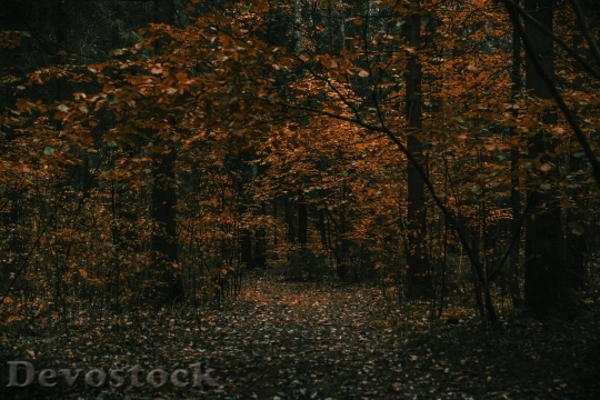 Devostock Forest Trees Leaves 142554 4K
