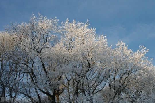 Devostock Frozen Treetops Winter 103894 4K