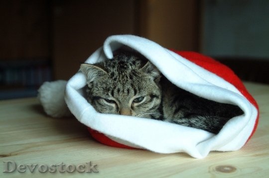 Devostock Hat Christmas Cat Aimal 4K
