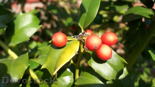 Devostock Holly Berries Christmas Xas 0 4K