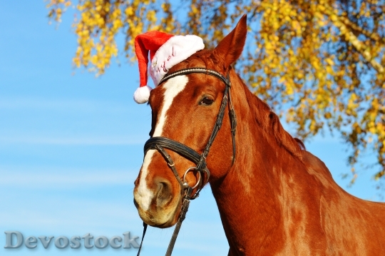 Devostock Horse Christmas Santa at 0 4K