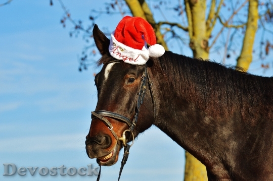 Devostock Horse Christmas Santa at 2 4K