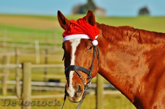Devostock Horse Christmas Santa at 3 4K