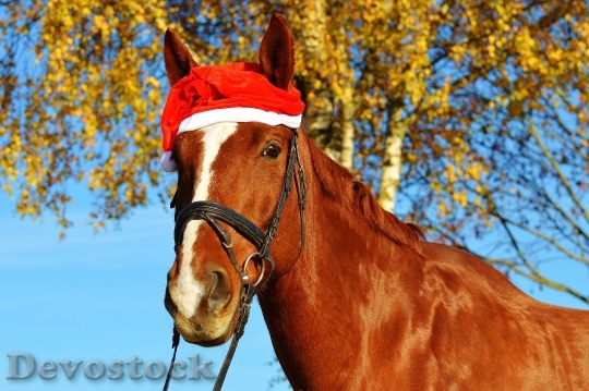 Devostock Horse Christmas Santa at 5 4K
