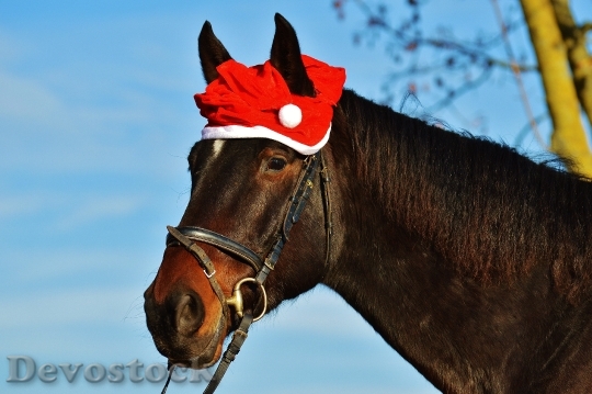 Devostock Horse Christmas Santa at 6 4K