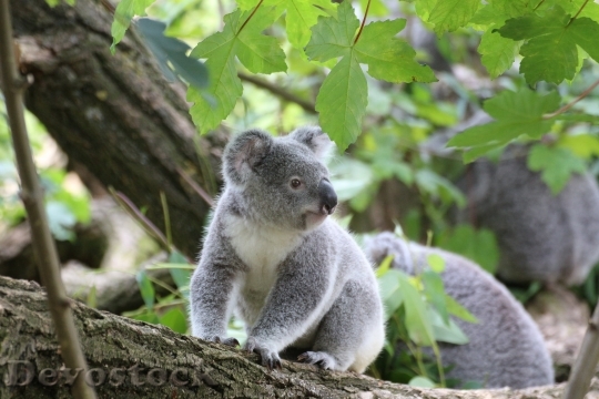 Devostock Koala Cute Tree Zoo 1339 4K.jpeg