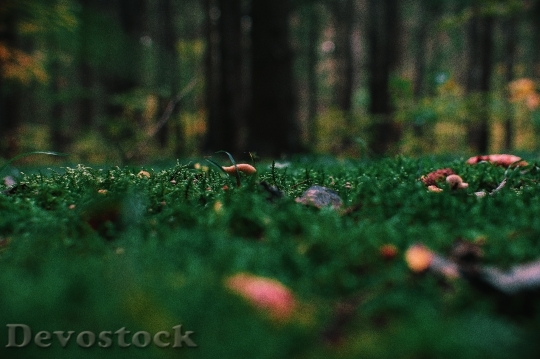 Devostock Landscape Forest Trees 143894 4K