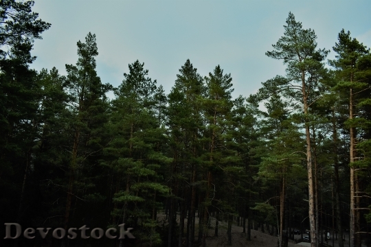 Devostock Landscape Nature Forest 101216 4K