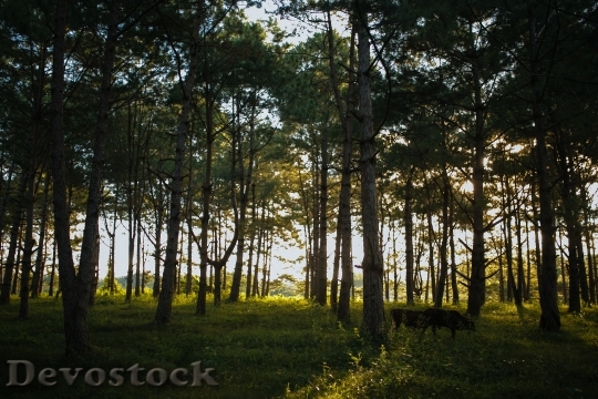 Devostock Landscape Nature Forest 102504 4K