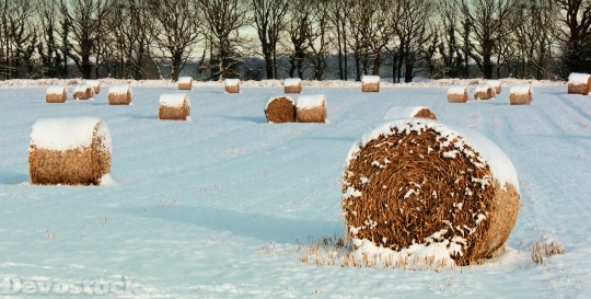 Devostock Landscape Winter Hay ales 4K