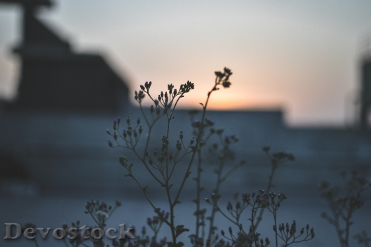 Devostock Light Dawn Landscape 33815 4K