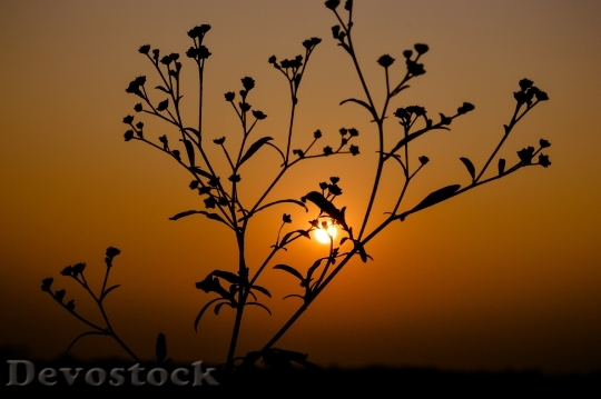 Devostock Light Dawn Landscape 88763 4K