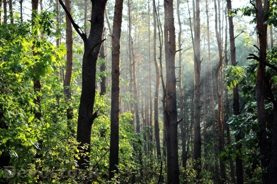 Devostock Light Forest Trees Mist 9504 4K