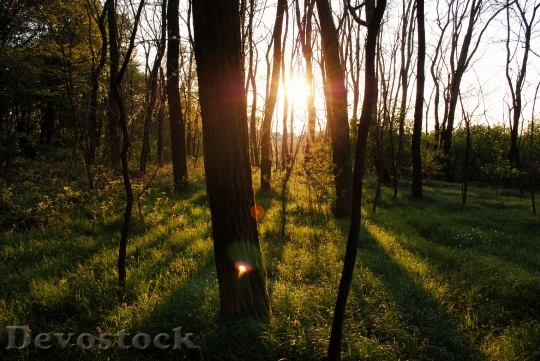 Devostock Light Landscape Nature 09850 4K