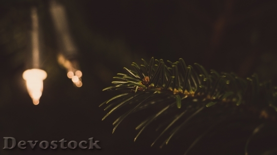 Devostock Light Leaf Blur 51651 4K