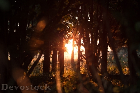 Devostock Light Nature Sunset 28602 4K