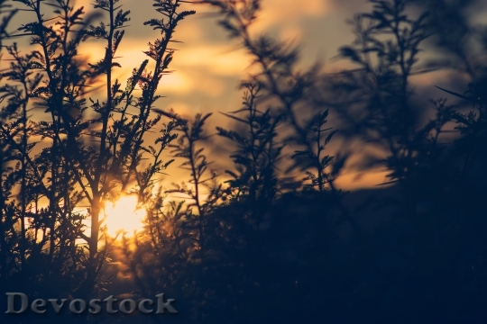 Devostock Light Nature Sunset87215 4K