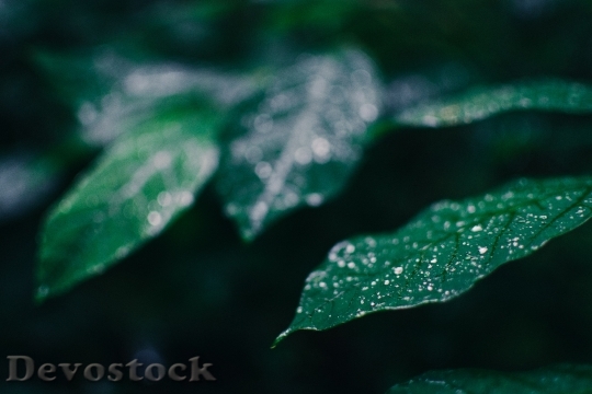 Devostock Light Plant Leaf 154737 4K