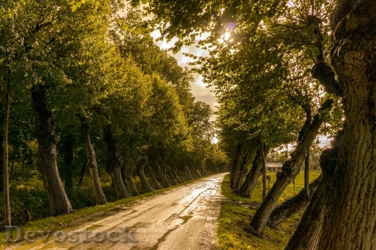 Devostock Light Road Landscape 30505 4K