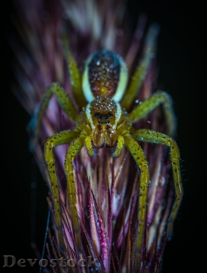 Devostock Lights Insect Spider 4K.jpeg