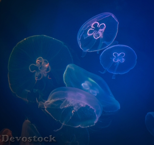 Devostock Lights Jellyfish Deep sea 4K.jpeg