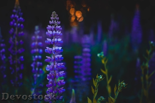 Devostock Lights Nature Flowers Purple 4K.jpeg