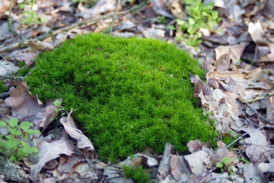 Devostock Moss Lichen Undergrowth Frest 4K