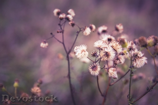 Devostock Nature Flowers05005 4K.jpeg