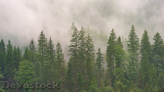 Devostock Nature Forest Trees 112686 4K