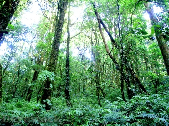 Devostock Nature Forest Trees 13050 4K